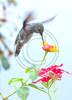 On Wings of Desire - Anna's Hummingbird & Lantana