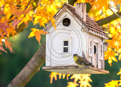 Autumn Gold - Lesser goldfinch
