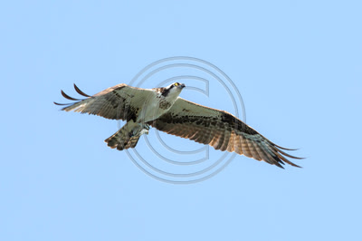 Osprey with fish