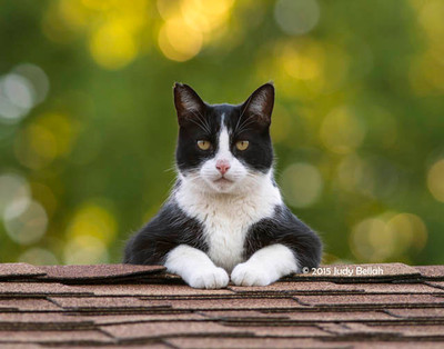 Cat on a Hot Thin Roof