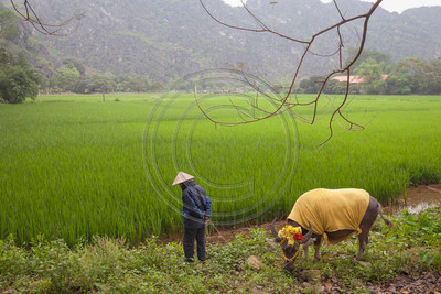 Rice farmer and water buffalo