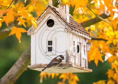 Chestnut-backed chickadee feeding at home