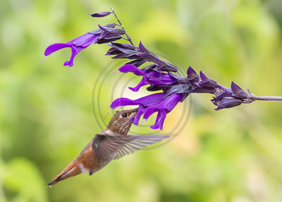 Savoring Salvia - Young male Rufous hummingbird & salvia