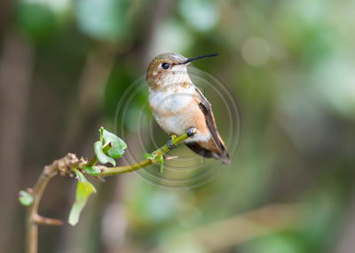 Quiet Time - Allen's Hummingbird perched on quince branch