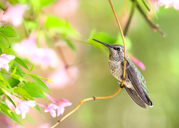 Young Anna's hummingbird in jasmine plant