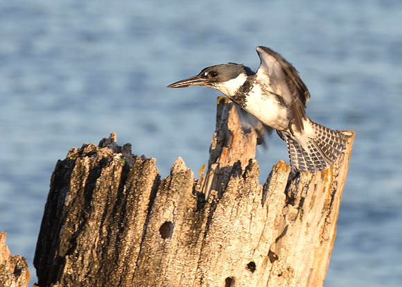 Belted kingfisher in flight