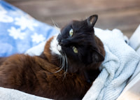Felines & Other Four-legged Critters
