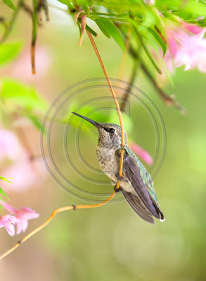 Young Anna's hummingbird in jasmine (V)