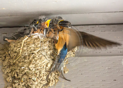 Parent feeding barn swallow nestlings