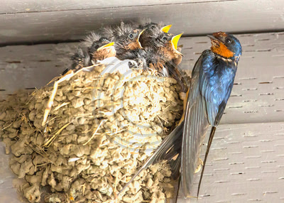 Barn swallow nestlings and parent