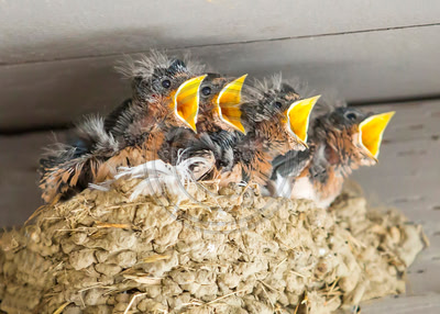 Barn swallow nestlings waiting to be fed by parent