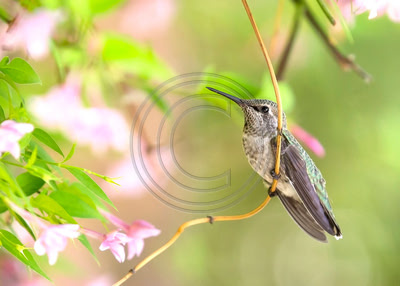 Young Anna's hummingbird in jasmine plant (H)