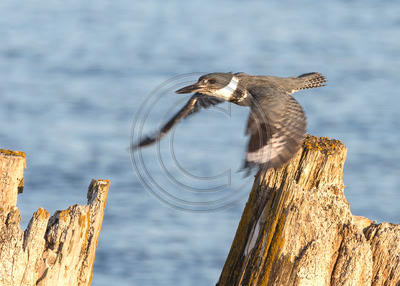 Belted Kingfisher, wings outstretched