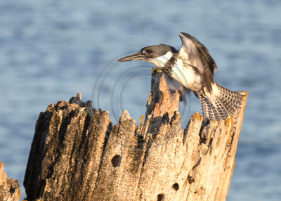Belted Kingfisher in flight