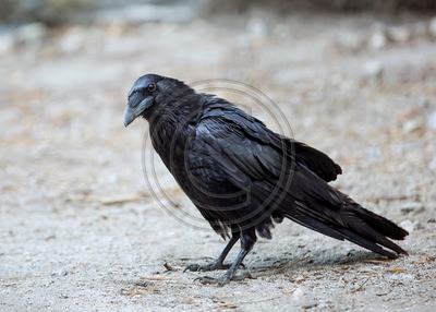 Eye to Eye - Common Raven, among the world's brightest birds.