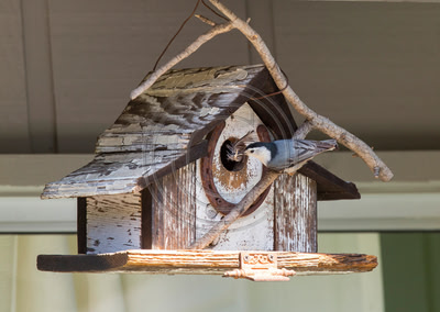 Feathering Its Nest - White-breasted Nuthatch with feather for nest
