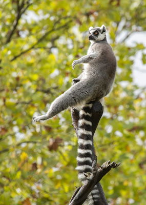 Ring-tailed lemur