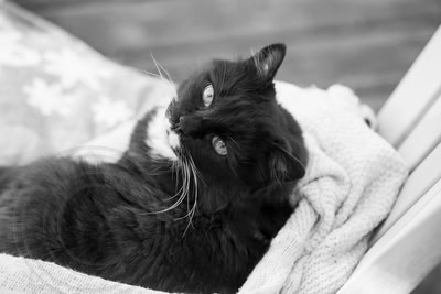 Boo in black and white