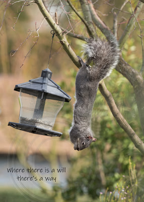 Where there is a will there's a way
