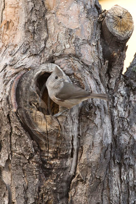 Master of Camouflage - Oak titmouse checks for predators before entering nest site inside tree