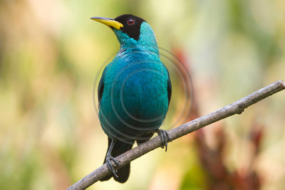 Green honeycreeper, Trinidad & Tobago