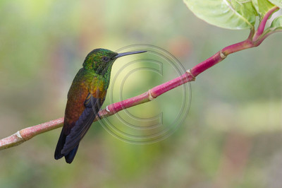 Copper-rumped hummingbird, Trinidad & Tobago