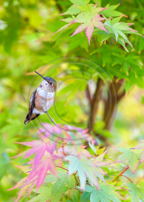Small Wonder - Allen's Hummingbird in Japanese Maple