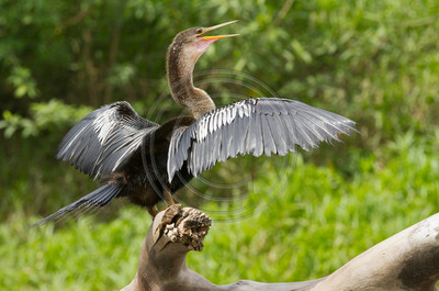 Anhinga, Costa Rica