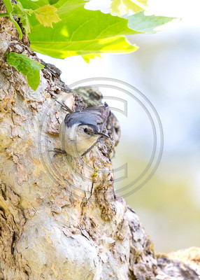 Mutual Attraction -- White-breasted nuthatch (one of my favorite birds!)