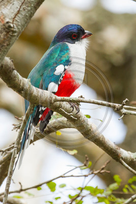Cuban trogon, Cuba