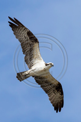 Osprey, Cuba