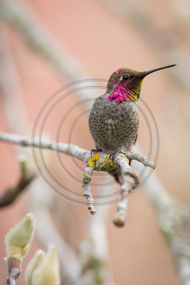 Nature's Art - Anna's hummingbird in tulip tree