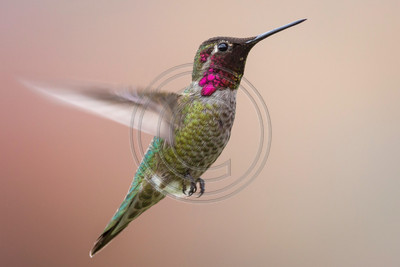 Winged Jewel - Anna's hummingbird