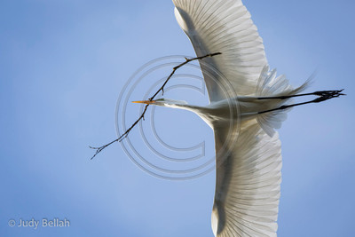 Flight Pattern - Great egret with nesting material