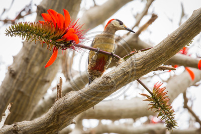 West Indian woodpecker, Cuba