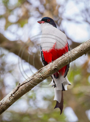 Cuban trogon, Cuba