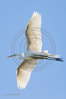 On the Wing - Great egret in flight