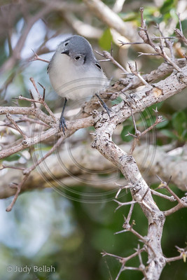 Curiosity - Cuban blue-gray gnatcatcher