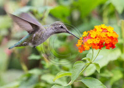 Allure of Lantana - Anna's Hummingbird