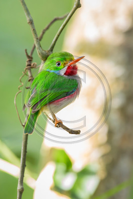 Cuban tody, Cuba