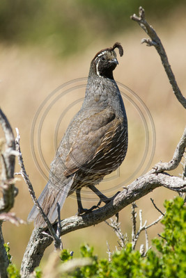 California quail, Point Reyes
