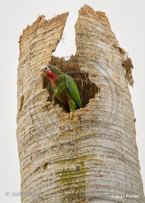 Cuban parrot, Cuba