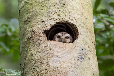 Bare-legged owl, Cuba
