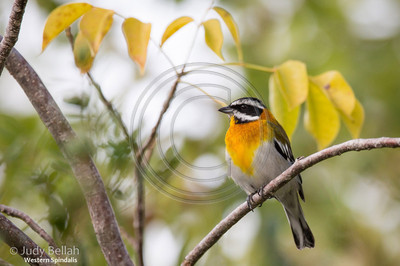 Western spindalis, Cuba