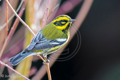 Townsend's warbler