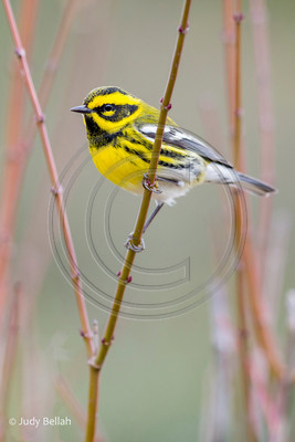 Townsend's warbler in young maple tree