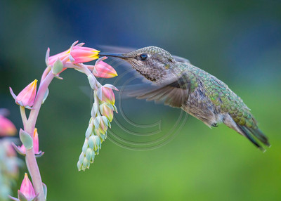 Anna's hummingbird feeding on flowering succulent