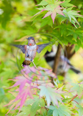 Surprise Landing - Allen's Hummingbird and Chestnut-backed Chickadee in Japanese Maple