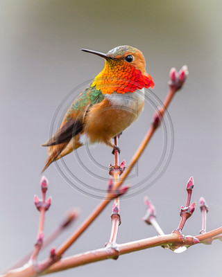 Flash of Brilliance - Rufous hummingbird in maple tree