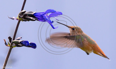 Allen's hummingbird feeding on black & blue salvia